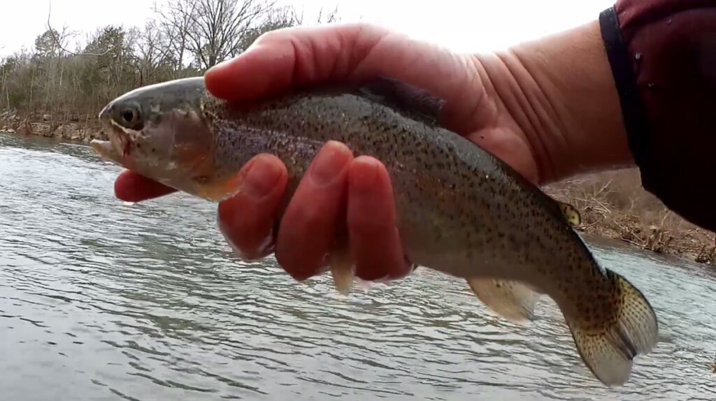 The TROUT POLICE Wont Like This Stocked Trout Explained - Realistic Fishing