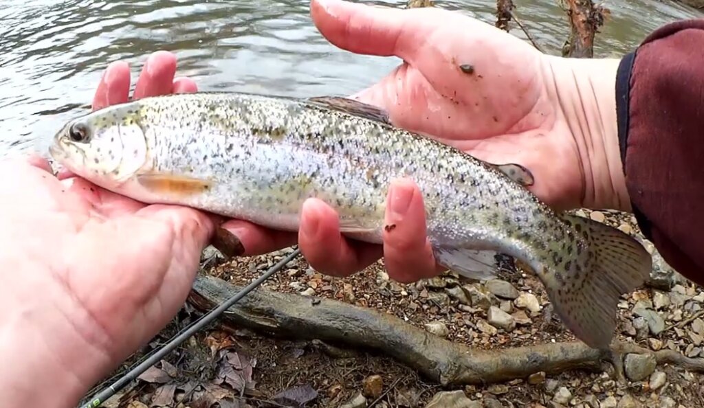 Winter Creek Fishing at a Public Trout Fishing Spot Big Rainbow Trout - Realistic Fishing