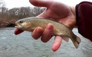 Winter Creek Fishing at a Public Trout Fishing Spot Small Rainbow Trout - Realistic Fishing