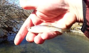 Winter Trout Fishing in a Public Park Winter Creek Fishing Slam shiner - Realistic Fishing