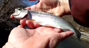 Winter Trout Fishing in a Public Park Winter Creek Fishing Slam stocked winter trout - Realistic Fishing