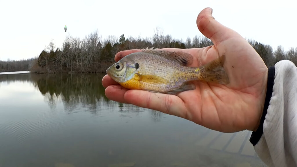 Drop Shot vs Float Rig What Kind of Fish Can I Catch in Cold Water - Realistic Fishing
