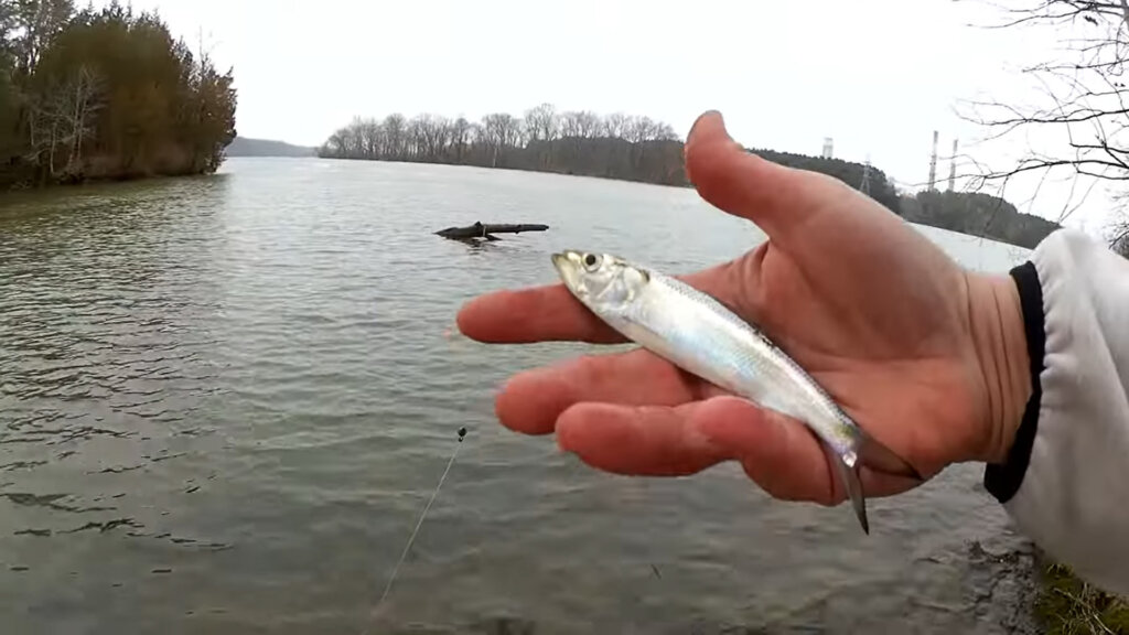How to Catch Fish in COLD WATER Downsize Your Lure Catch More Fish - Realistic Fishing