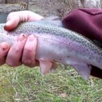 The Best Trout Fishing in a Small Creek Trout Fishing in Tennessee - Realistic Fishing