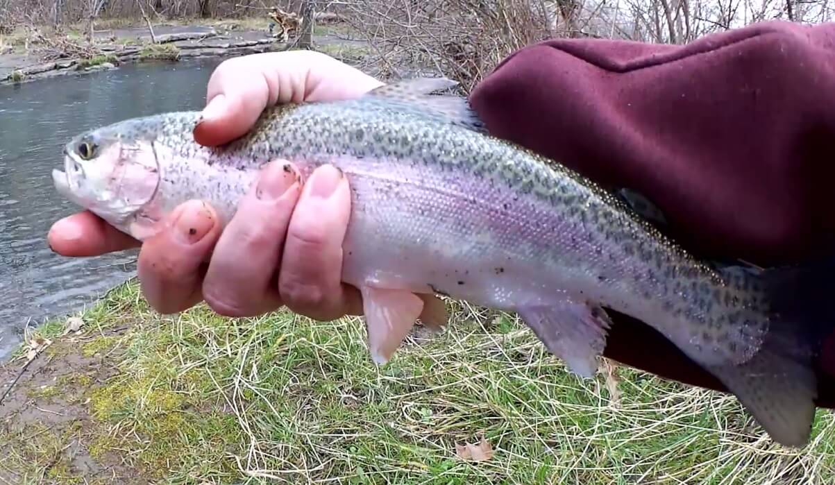The Best Trout Fishing in a Small Creek Trout Fishing in Tennessee - Realistic Fishing