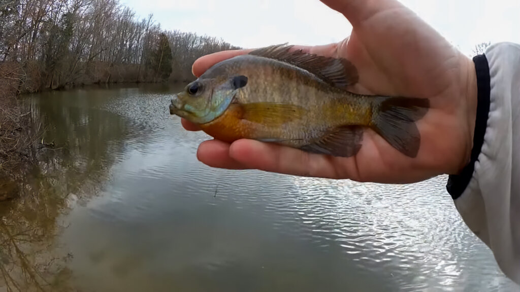 How to Catch Big Bluegill on Crappie Nibbles - Beginner Level Fishing -  Realistic Fishing