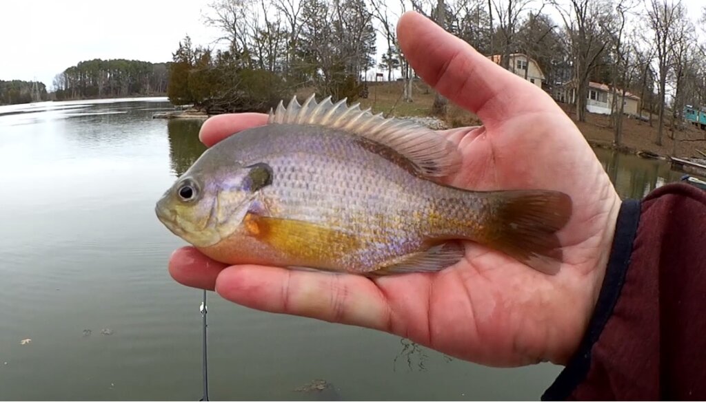 Winter Fishing From Shore What Kind of Fish Can I Catch Right Now Bluegill - Realistic Fishing
