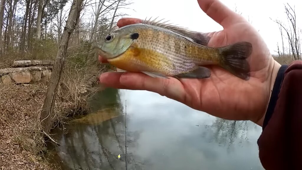 Early Spring Fishing in Cold Creek Are the Fish Coming Back - Realistic Fishing