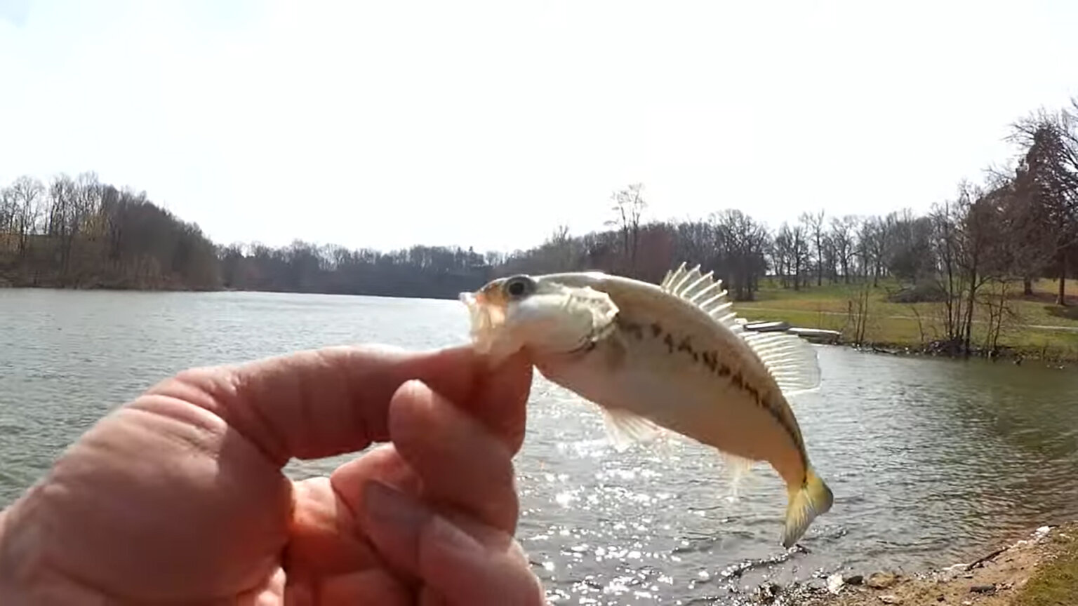 Early Spring Bass Fishing for Prespawn Bass - Realistic Fishing