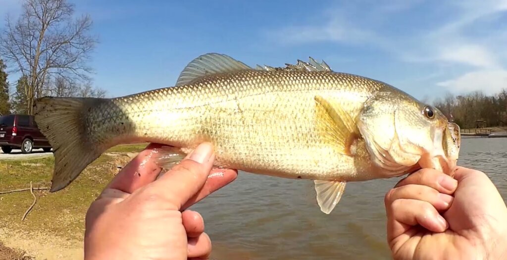 Watch How to Bass Fish COLD & DIRTY Water! (Springtime!) Video on