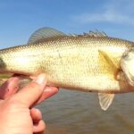 My Favorite Bass Lures for Early Spring Fishing in High Muddy Water - Realistic Fishing