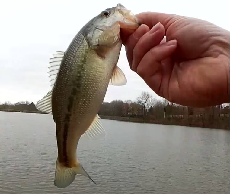 The Bass Are Coming Early Spring Bass Fishing for Pre Spawn Bass - Realistic Fishing