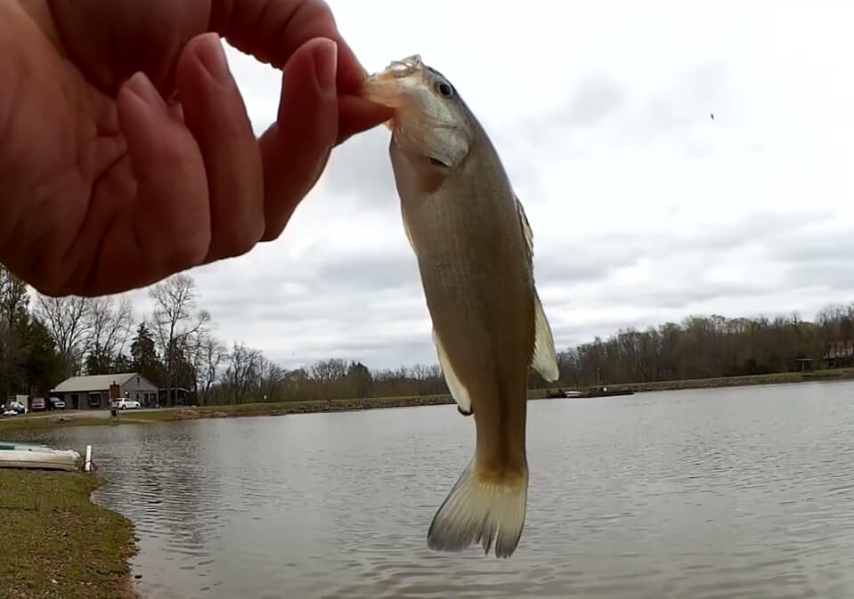 LM) Texas rig Baby Brush Hog, Huntsville, TX : r/bassfishing