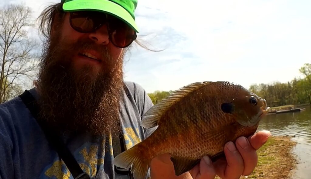How to Catch JUMBO Bluegill the Realistic Way Easy Bluegill Rig - Realistic Fishing