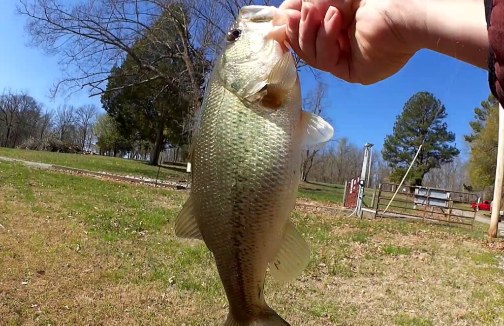 Spring Bass Fishing From Shore - Culprit Worm vs Baby Brush Hog 