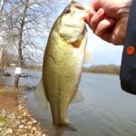 Spring Bass Fishing From Shore Culprit Worm vs Baby Brush Hog - Realistic Fishing
