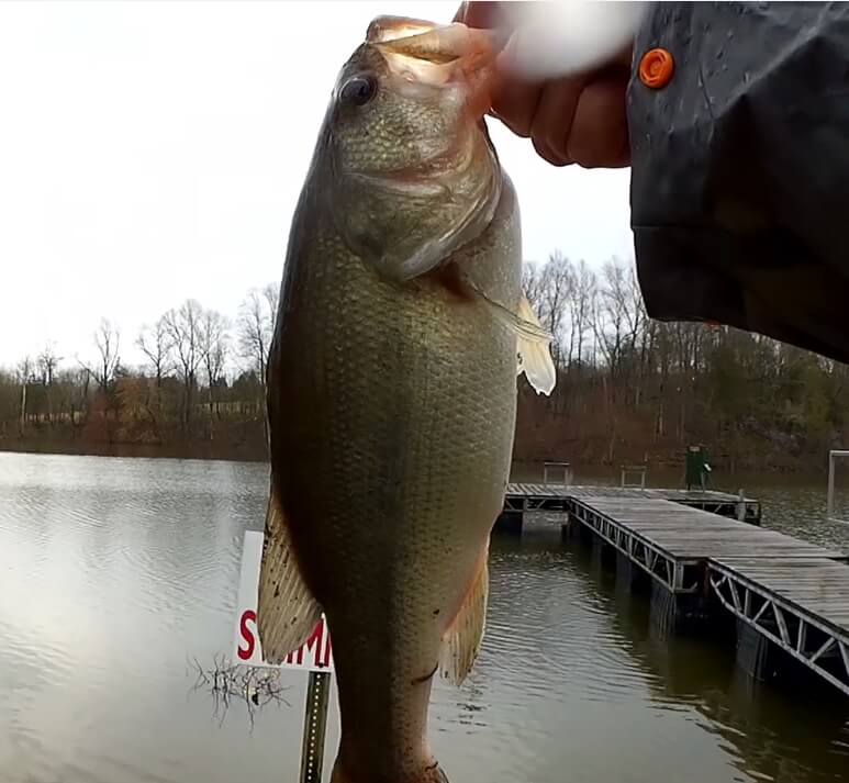 Spring Bass Fishing With a Texas Rig Brush Hog, Crappie & Bluegill