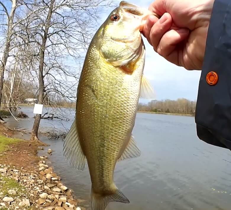 Spring Bass Fishing with Texas Rigs - Realistic Fishing