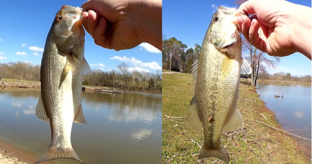 Spring Bass Fishing With a Texas Rig Pre Spawn Bass on Plastic Worm - Realistic Fishing