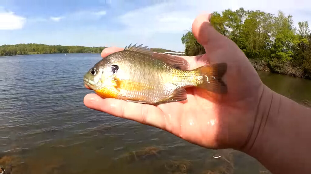 How to Fish with a Small Swimbait for Bass & Bluegill - Realistic