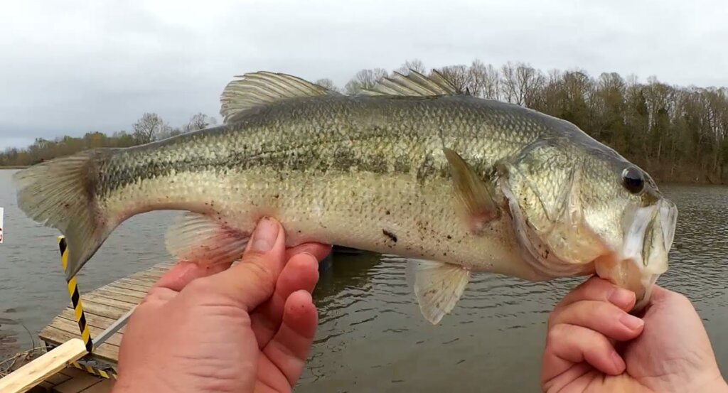 Surprise Catch Spring Bass Fishing With Texas Rigs Plastic Worms - Realistic Fishing