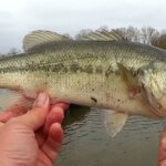 Surprise Catch Spring Bass Fishing With Texas Rigs Plastic Worms - Realistic Fishing