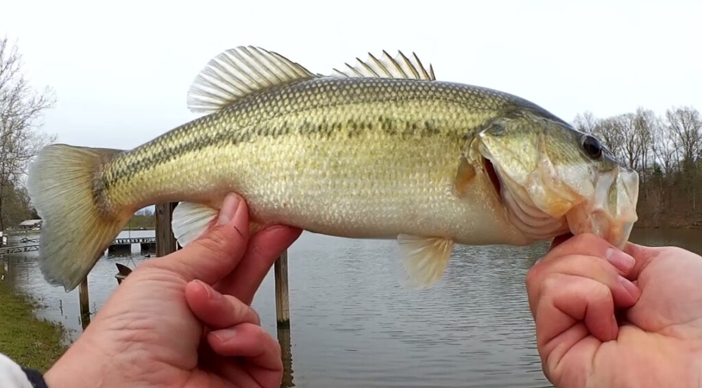 Bass Fishing Plastic Worms From Shore, Video