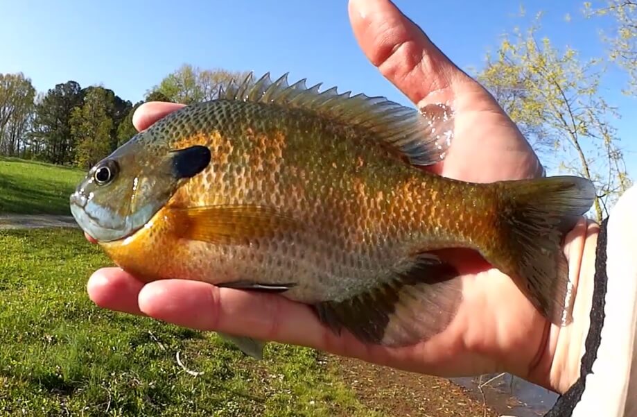 How to Fish with a Small Swimbait for Bass & Bluegill - Realistic Fishing