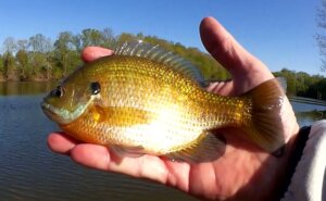 Where To Find Bluegill Fishing From Shore Fishing Docks and Trees - Realistic Fishing