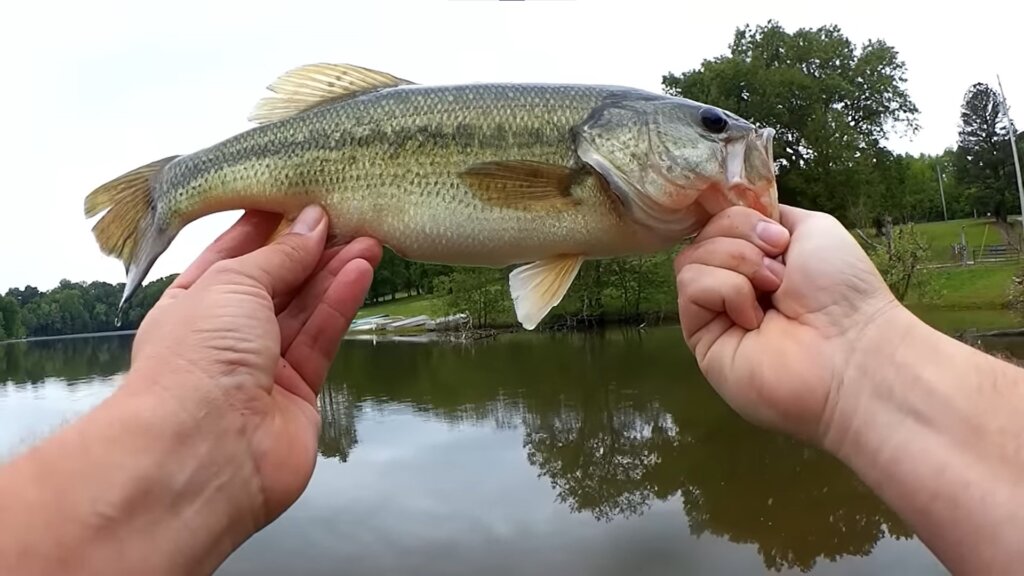 Fishing Lures for Bass & Bluegill - Realistic Fishing