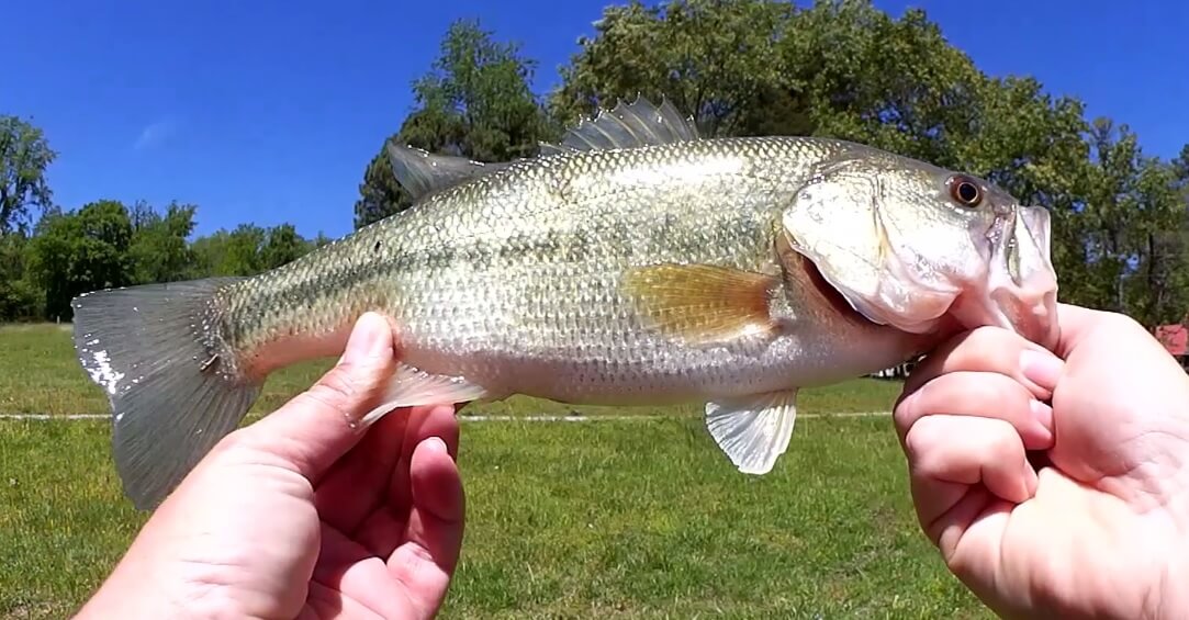 Spring Bass Fishing Tips For MUDDY WATER from Realistic Fishing - Realistic Fishing
