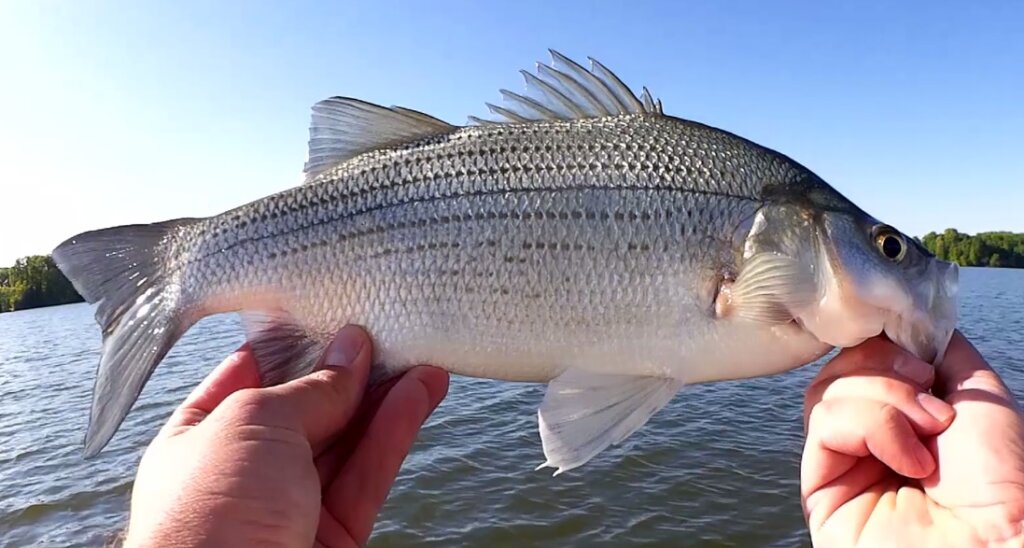 Bass Fishing Plastic Worms From Shore, Video