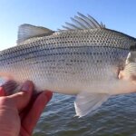 Video Game Fishing in Real Life Jigging For White Bass LiveScope 2 - Realistic Fishing
