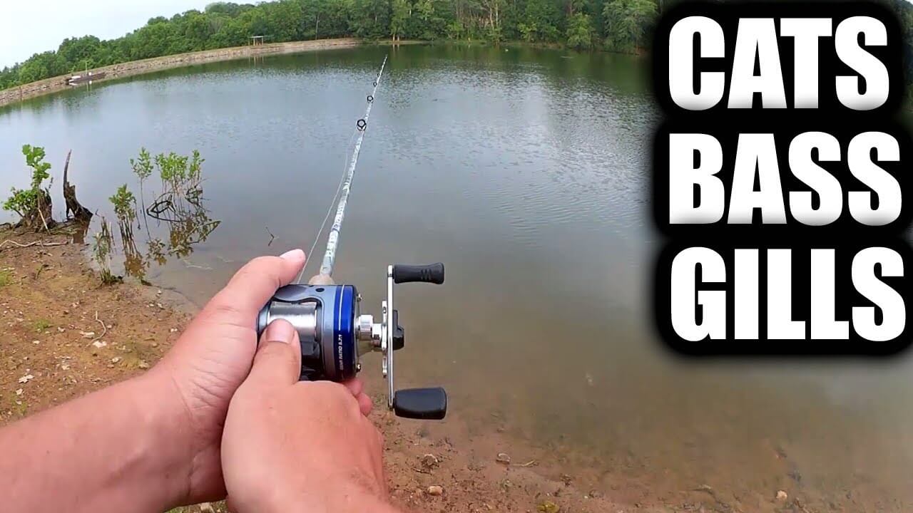 fishing for bass bluegill and catfish at the same time - Realistic Fishing