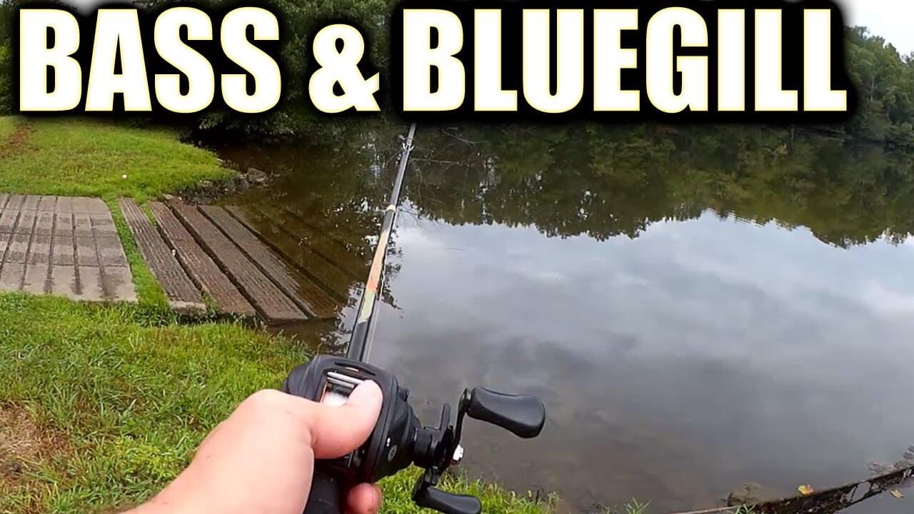 catching bluegill bass and catfish from the bank - Realistic Fishing