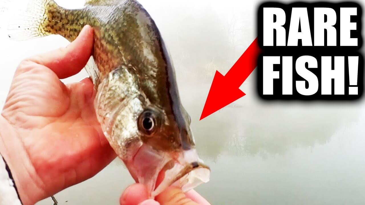 catching a rare crappie does fishing with live bait guarantee you ll catch for fish - Realistic Fishing