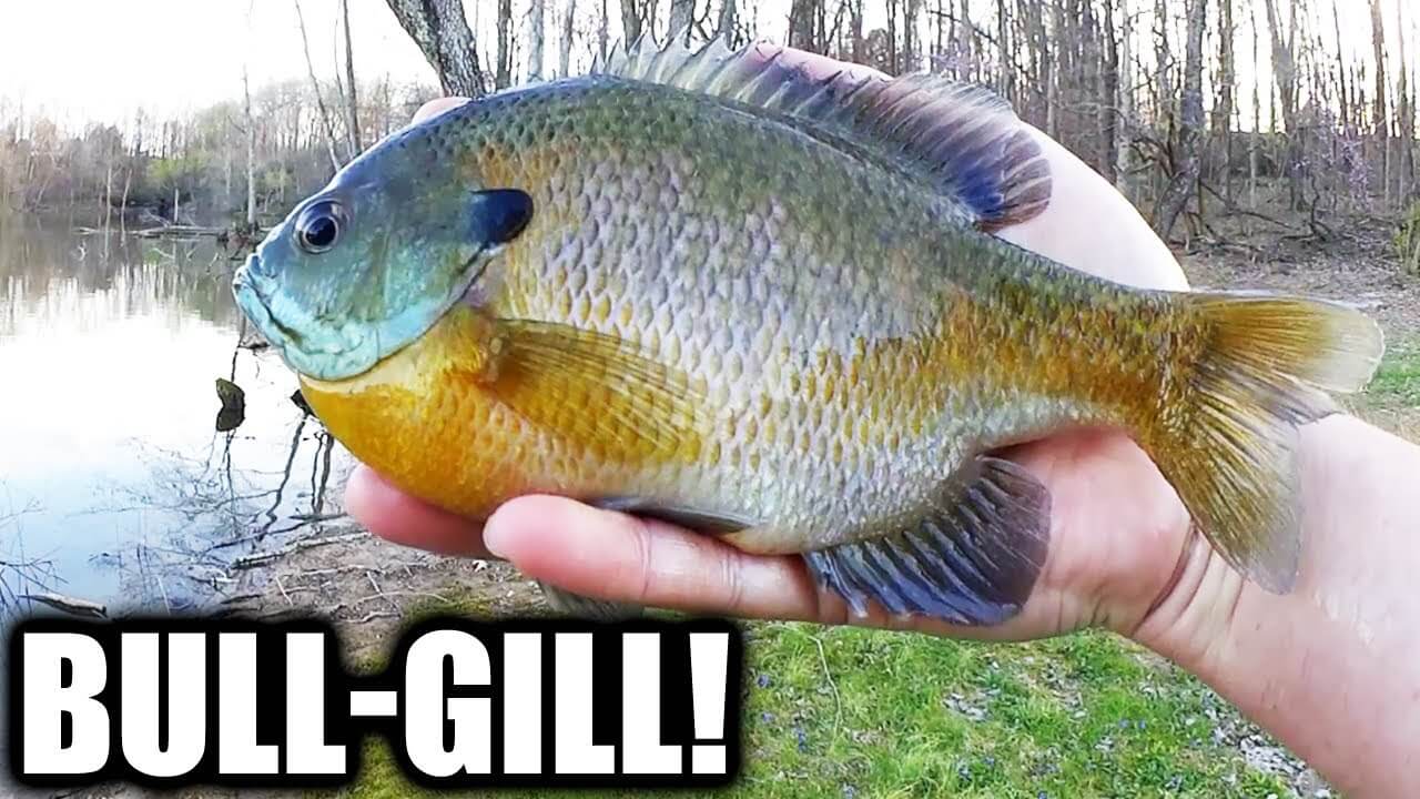 This is Why I LOVE Gulp Minnows! Bank Fishing for BULLGILL - Realistic  Fishing