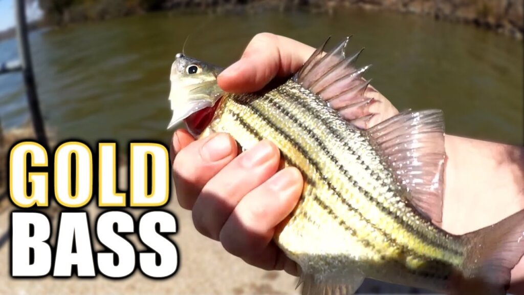 weekly video roundup march 9 2025 march 15 2025 7 - Realistic Fishing