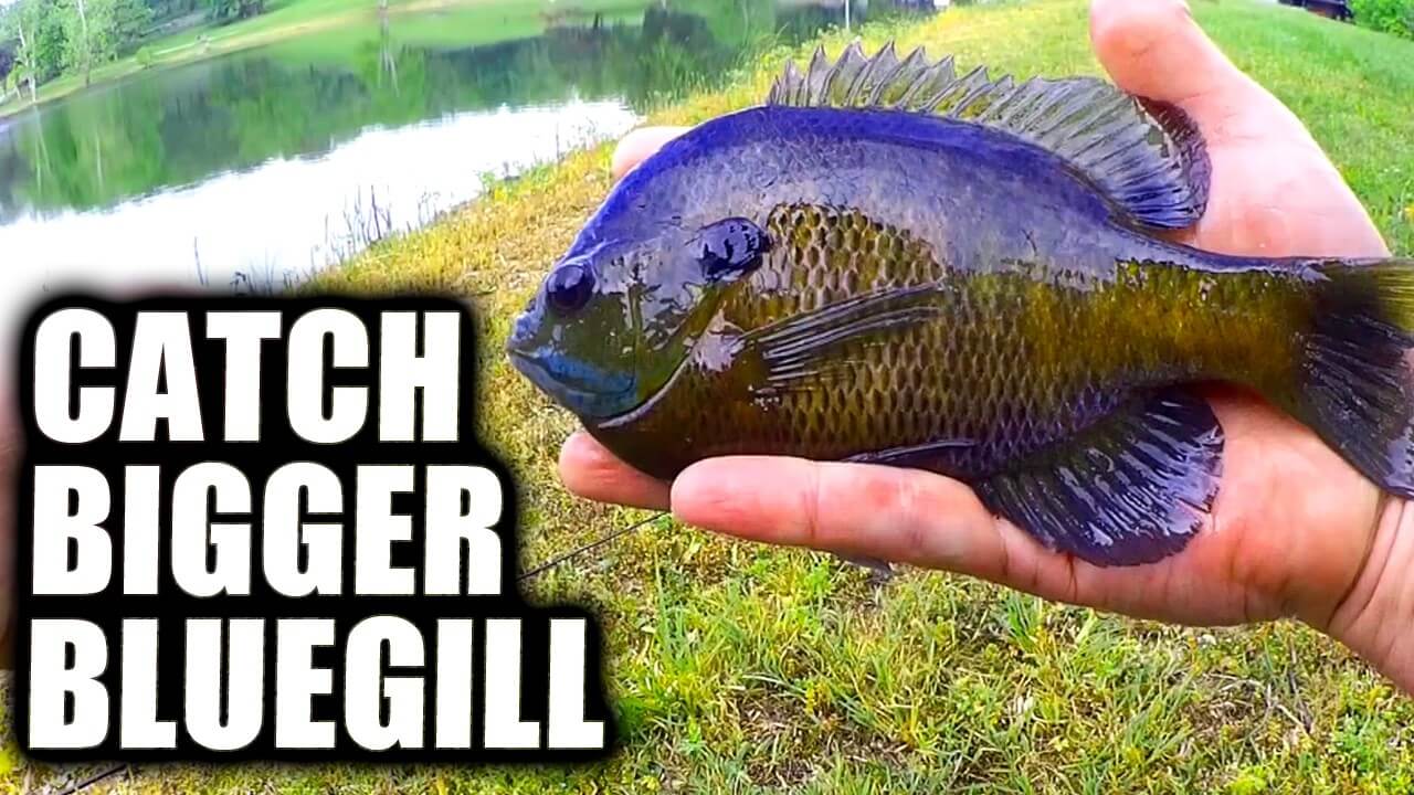 bass fishing with bluegill lure BASSDASH SwimPanfish Multi Jointed Panfish Swimbaits Hard Topwater Lures Crank Saltwater 3.5in/0.85oz : Sports & Outdoors anal fin Spring Topwater Bass Fishing From